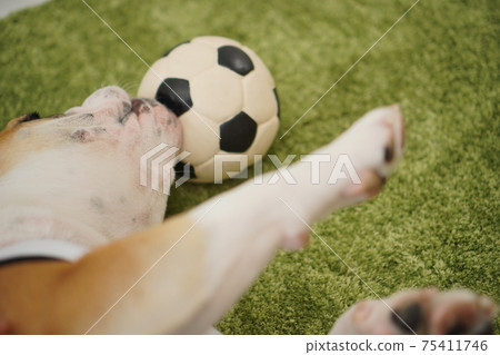 英國鬥牛犬幼犬足球服裝阿根廷國家隊10號照片237 75411746