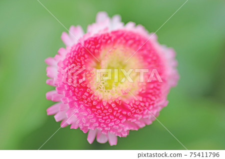 雛菊盛開,管瓣花瓣開滿一朵粉紅色的花 雛菊盛開,管瓣花瓣開滿一朵粉紅色的花 75411796