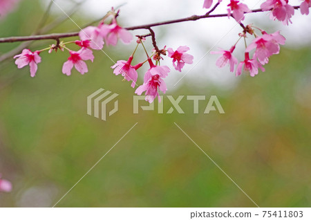 Okamezakura with dark pink florets 75411803