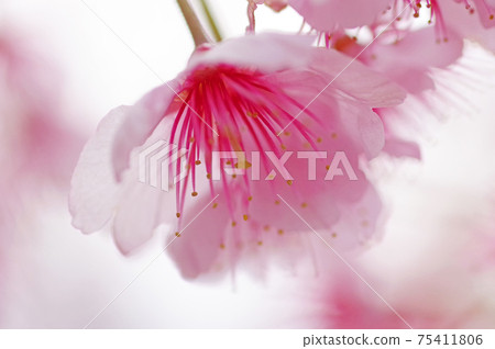 淺粉色櫻花，在光線下透明 75411806