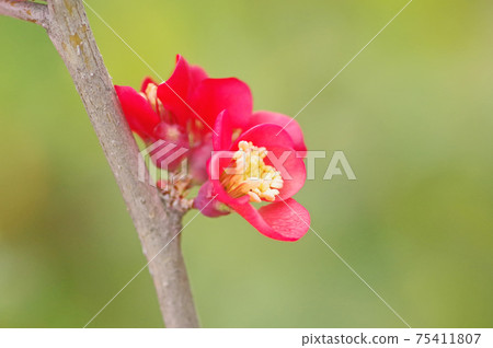 隨著春天綻放的猩紅色的散景花 75411807