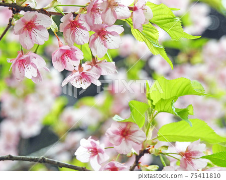 Early-blooming Kawazu cherry blossoms that can be seen through in the sunlight 75411810