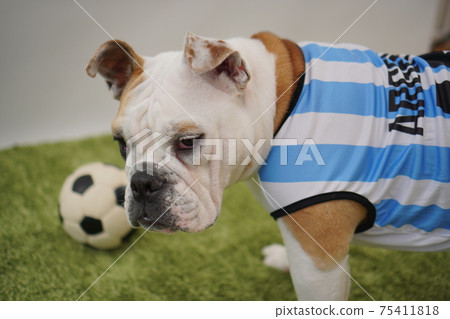 English Bulldog Puppy Soccer Costume Argentina National Team No. 10 Photo 242 English Bulldog Puppy Soccer Costume Argentina National Team No. 10 Photo 242 75411818