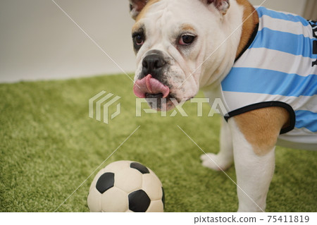 English Bulldog Puppy Soccer Costume Argentina National Team No. 10 Photo 243 75411819