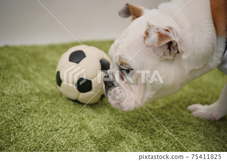 English Bulldog Puppy Soccer Costume Argentina National Team No. 10 Photo 249 75411825