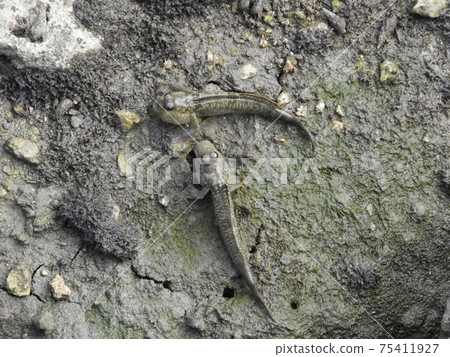 Shimajiri Mangrove Forest Creatures in Miyakojima, Okinawa Prefecture, Barred Mudskipper Shimajiri Mangrove Forest Creatures in Miyakojima, Okinawa Prefecture, Barred Mudskipper 75411927
