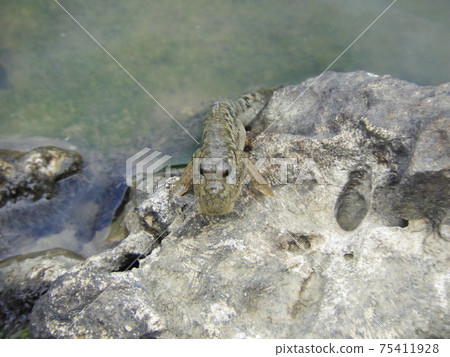 Shimajiri Mangrove Forest Creatures in Miyakojima, Okinawa Prefecture, Barred Mudskipper Shimajiri Mangrove Forest Creatures in Miyakojima, Okinawa Prefecture, Barred Mudskipper 75411928