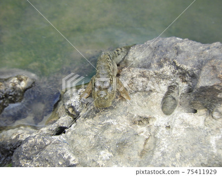 Shimajiri Mangrove Forest Creatures in Miyakojima, Okinawa Prefecture, Barred Mudskipper 75411929