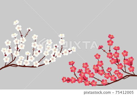 Red plum and white plum. Vector material 75412005
