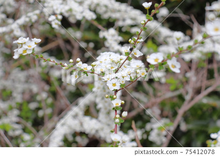 Spiraea thunbergii and Rurimaru flea beetle (Yukiyanagi white flower) 75412078
