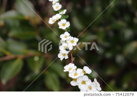 Spiraea thunbergii and Rurimaru flea beetle (Yukiyanagi white flower) Spiraea thunbergii and Rurimaru flea beetle (Yukiyanagi white flower) 75412079