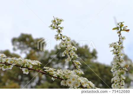 Spiraea thunbergii and Rurimaru flea beetle (Yukiyanagi white flower) 75412080