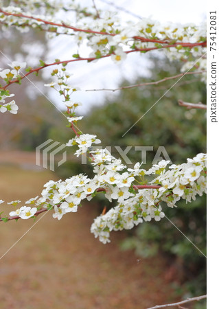 Spiraea thunbergii and Rurimaru flea beetle (Yukiyanagi white flower) 75412081