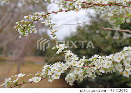 Spiraea thunbergii and Rurimaru flea beetle (Yukiyanagi white flower) Spiraea thunbergii and Rurimaru flea beetle (Yukiyanagi white flower) 75412082
