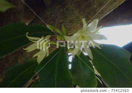 敷敷花 敷敷花 75412563