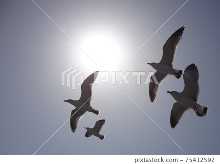 Sun and seabirds 75412592