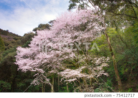 Kumanozakura的標本樹(和歌山縣小za川町) Kumanozakura的標本樹(和歌山縣小za川町) 75412717