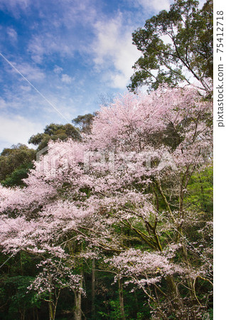Kumanozakura的標本樹（和歌山縣小za川町） 75412718