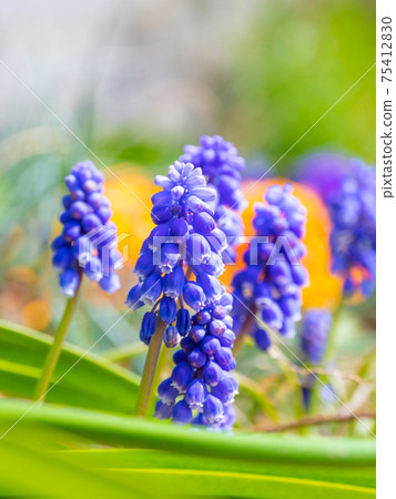 葡萄 葡萄 75412830