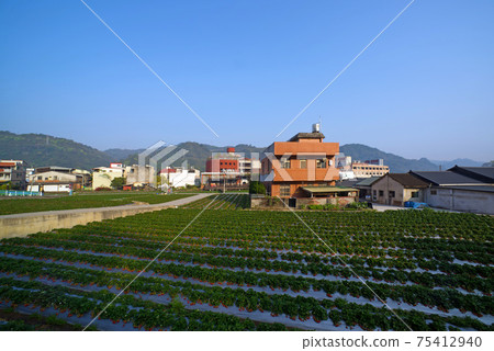 農村種植的草莓園和建築 75412940