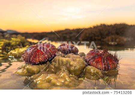 Red sea urchins on coral reef during sunrise. 75413208