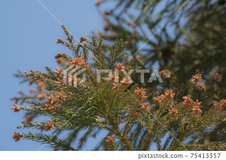 杉木的雄花花粉病季節藍天和模糊的背景b-2霞 75413557