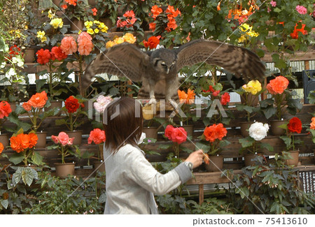 Owl show 75413610