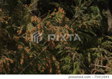 杉木的雄花授粉季節在森林b-2霞中背景模糊 杉木的雄花授粉季節在森林b-2霞中背景模糊 75413943