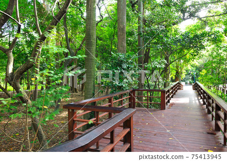 公園的樹木和木製的步道 公園的樹木和木製的步道 75413945