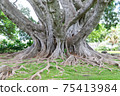 Hawaiian banyan tree Hawaiian banyan tree 75413984
