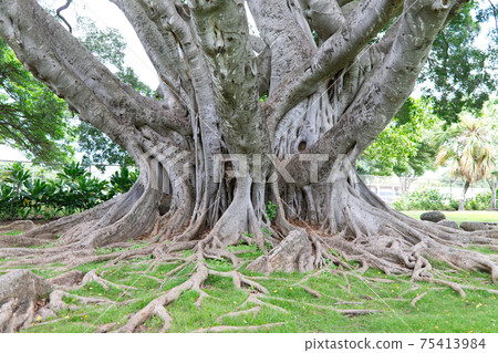 Hawaiian banyan tree Hawaiian banyan tree 75413984