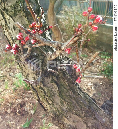 Plum blossoms that grow buds in early spring 75414192