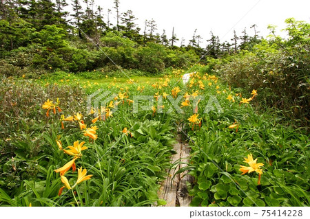 Moriyoshiyama early summer Moriyoshiyama early summer 75414228