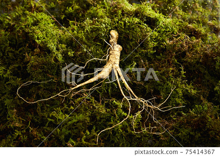 野山參 野山參 75414367