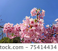 Kawazu cherry blossoms in full bloom and clear sky 75414434