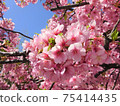 Kawazu cherry blossoms in full bloom 75414435