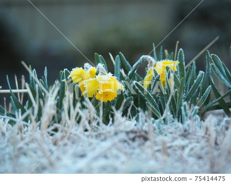 Frozen narcissus 75414475