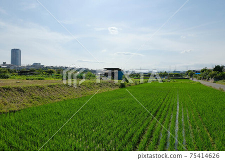 東急田園都市線田邊站對面的稻田 東急田園都市線田邊站對面的稻田 75414626