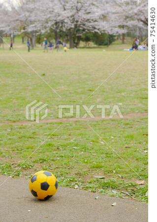 Cherry blossoms in full bloom and soccer balls Cherry blossoms in full bloom and soccer balls 75414630