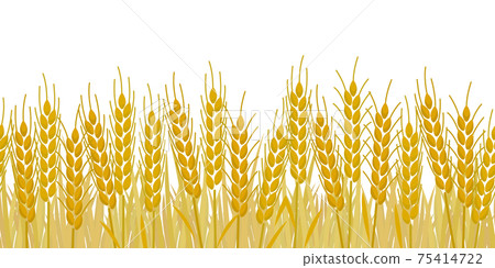 Seamless and usable golden wheat field illustration Seamless and usable golden wheat field illustration 75414722