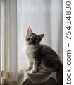 小貓蘇格蘭折 75414830