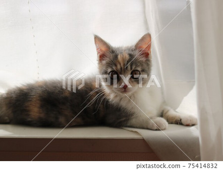 Scottish Fold kitten 75414832