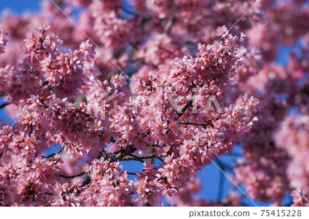 Okamezakura in full bloom looking up at the blue sky background 75415228