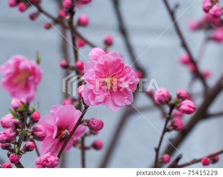 Pink flowers in full bloom Peach blossoms 75415229