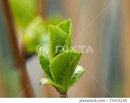 Young leaves of hydrangea that have begun to sprout 75415230