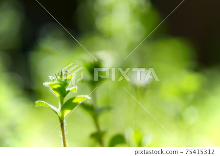 Polka dots on wildflowers in the garden 6 75415312