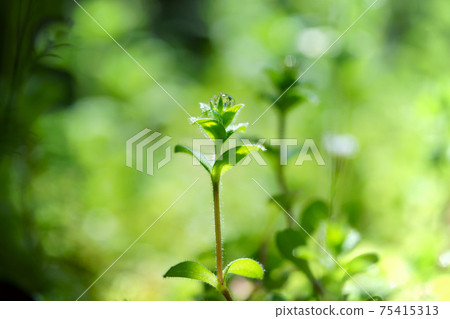 Polka dots on wildflowers in the garden 7 75415313