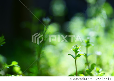 Polka dots on wildflowers in the garden 9 75415315