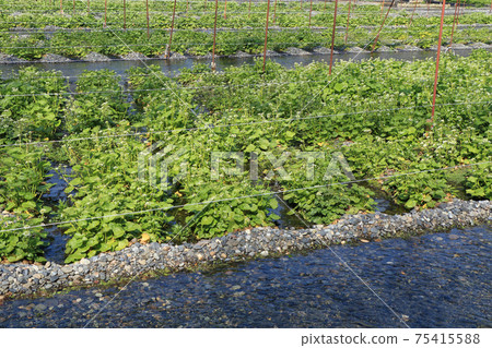 Azumino Daino wasabi farm of spring Azumino Daino wasabi farm of spring 75415588