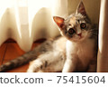 蘇格蘭折小貓 75415604